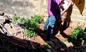 Negra amadora pagando boquete no beco da favela